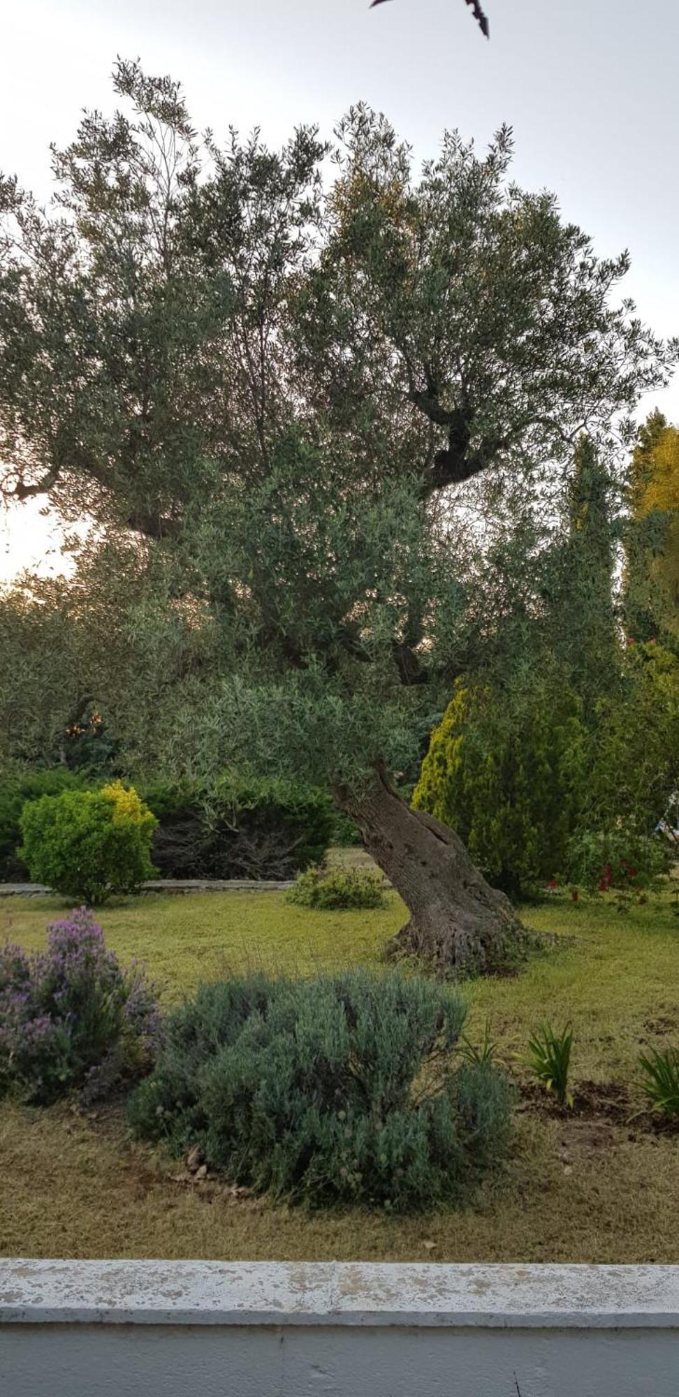 Villa Isabella Ostuni Eksteriør billede